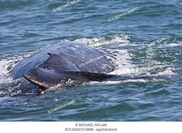 California Gray Whale mother and calf Eschrichtius robustus in Magdalena Bay near Puerto Lopez Mateos on the Pacific side of the Baja Peninsula