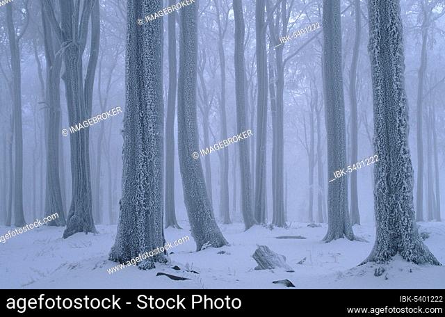 Beech forest in winter (Fagus sylvatica), Hohe Meißner nature park Park, Hesse, Germany, Europe