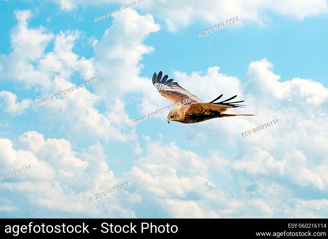 The Marsh Harrier flies against a beautiful, blue clouded sky, looking for prey