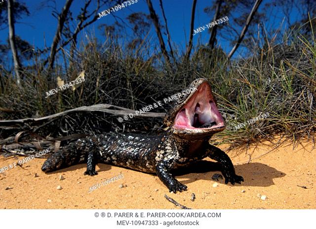 Shingleback - threat display - found in dry open habitats of dry to arid southern Australia NW Victoria - Australia