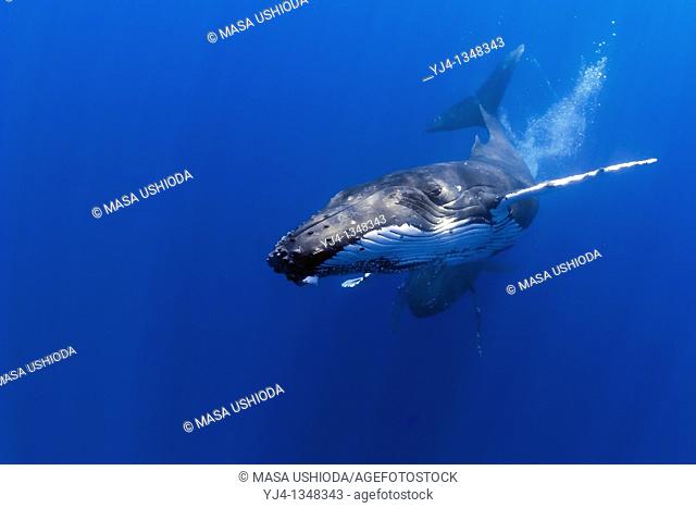humpback whales, Megaptera novaeangliae, in competitive group - males blowing bubbles aggressively during pursuit of a female, Hawaii, USA, Pacific Ocean