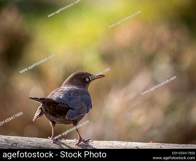 Female blackbird - Turdus merula sitting on a tree trunk in the forest in Norway with blur background and copy space
