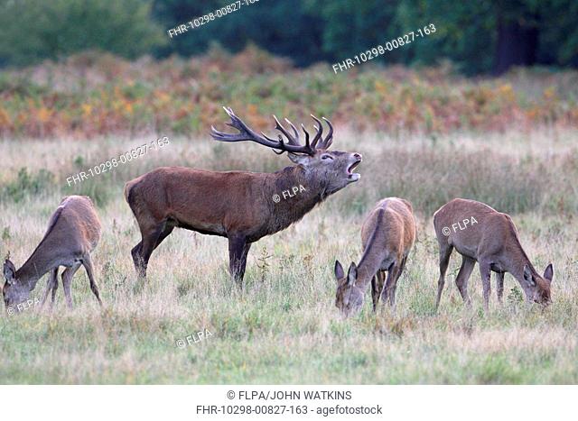 Red Deer Cervus elaphus stag, roaring, with hinds grazing, during rutting season, England, october