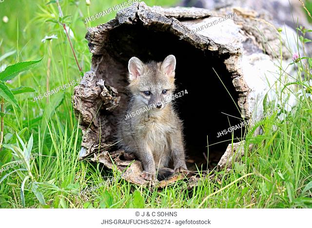Gray fox, (Urocyon cinereoargenteus), young on floret meadow looking out of log, Pine County, Minnesota, USA, North America