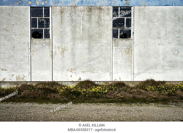 Old warehouse with two window fronts and yellow flowers