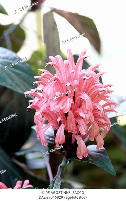Brazilian-plume (Jacobinia carnea or Justicia carnea), Acanthaceae
