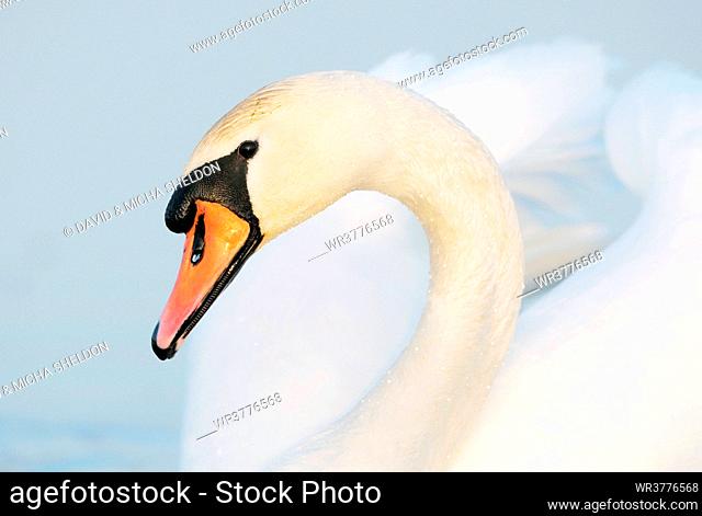 Mute swan (Cygnus olor), Franconia, Germany, portrait