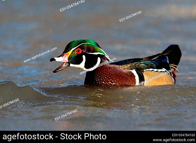 Male wood duck, aix sponsa, guarding its territory with open beak while swimming on water. Wild animal calling in nature