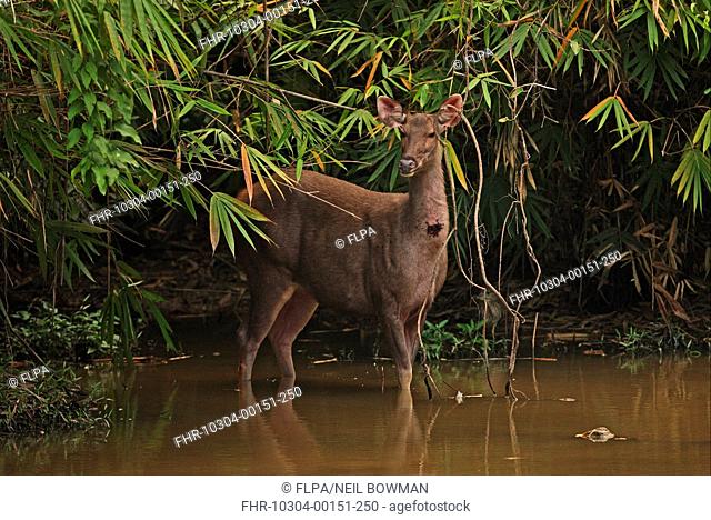 Rusa Deer Rusa timoriensis Standing close to car - Feeding, Stock Photo,  Picture And Rights Managed Image. Pic. FHR-10302-00001-051 | agefotostock