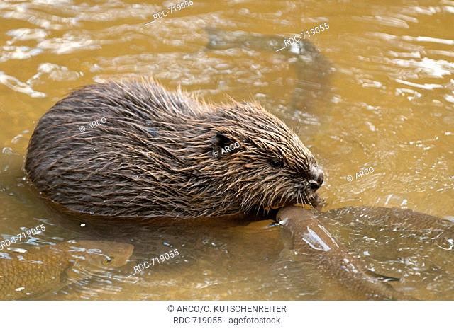 European Beaver and chub, Rosenheim, Bavaria, Germany, Europe / (Castor fiber), (Squalius cephalus)