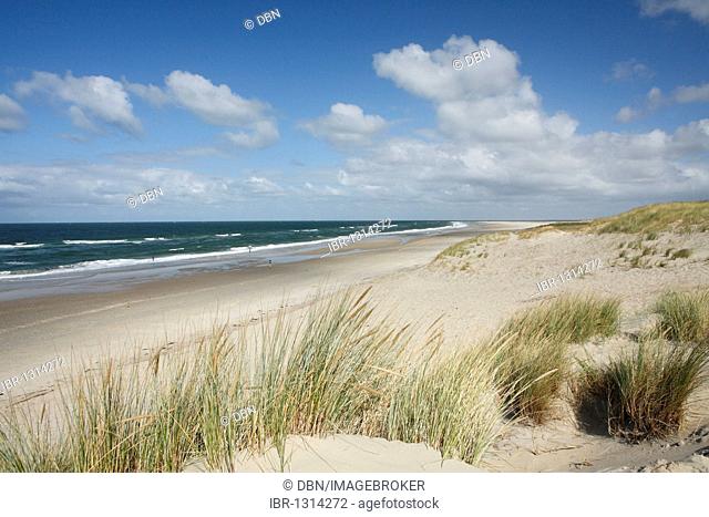 Marram grass on the beach near the De Slufter nature reserve, Texel, Holland, The Netherlands, Europe