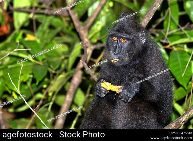 Macaque, Celebes Crested Macaque, Crested Black Macaque, Macaca nigra, Tangkoko Nature Reserve, North Sulawesi, Indonesia, Asia