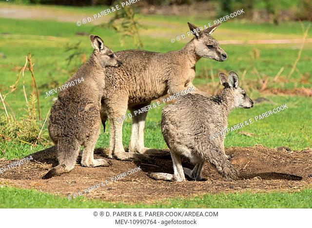 Forester Kangaroo adult male (centre) testing female's (right) readiness to mate Tasmania Australia