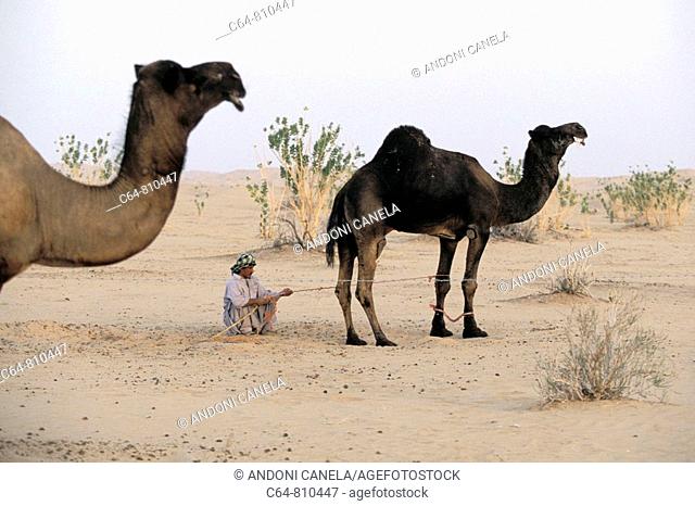 Camels at the Rub' al Khali ('Empty Quarter' in English) great sand desert, Oman, Arabian Peninsula