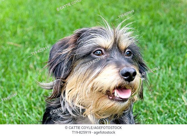 Mixed breed wirehaired dachshund and terrier 6-year old male dog playing in the grass on a summer afternoon