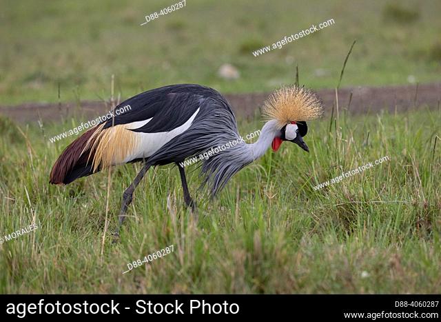 Africa, East Africa, Kenya, Masai Mara National Reserve, National Park, black crowned crane (Balearica pavonina), foraging for food in a swamp