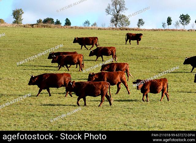 13 October 2021, Saxony-Anhalt, Elbingerode: Harzer Rotes Höhenvieh grazing on a meadow in the Upper Harz. The reddish-brown cattle is one of the most original...