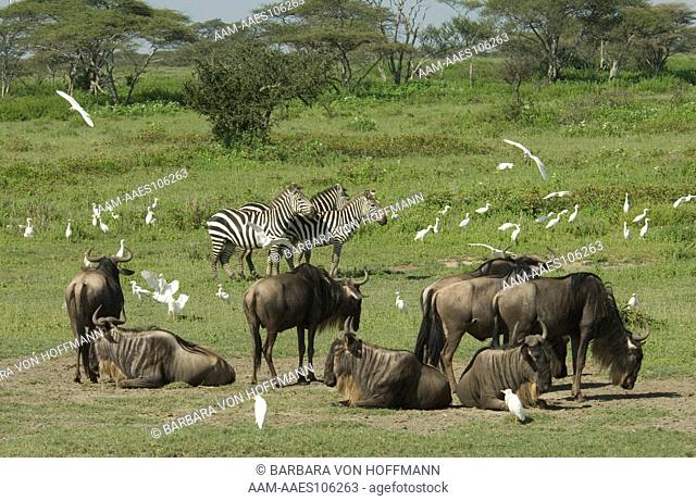 Wildebeest, Zebras and Cattle Egrets, Serengeti National Park, Tanzania
