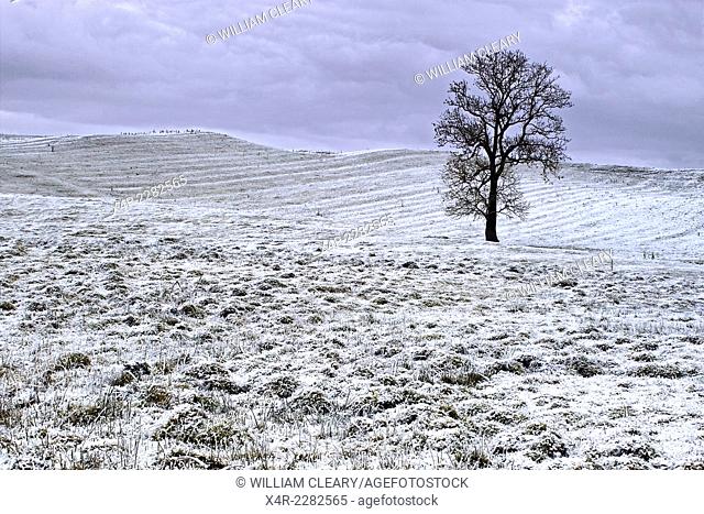 A lone tree in a frozen landscape, County Westmeath, Ireland