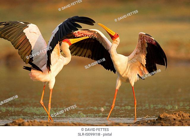 Yellow Billed Storks (Mycteria ibis) in confrontation on lake