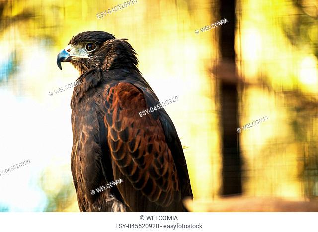 Bay-Winged Hawk