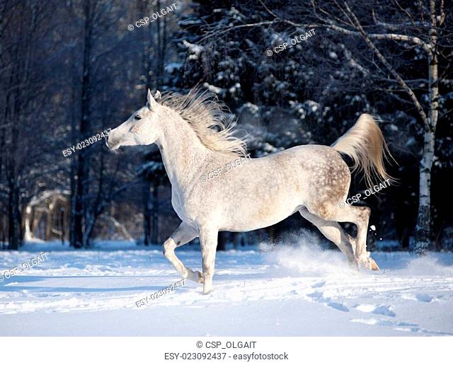 arabian horse in winter field