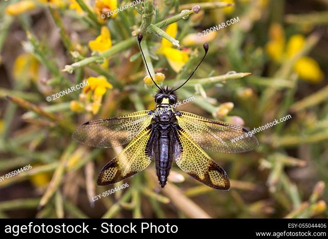 Schmetterlingshaft, Libelloides rhomboides ssp. cretensis, Owlfly
