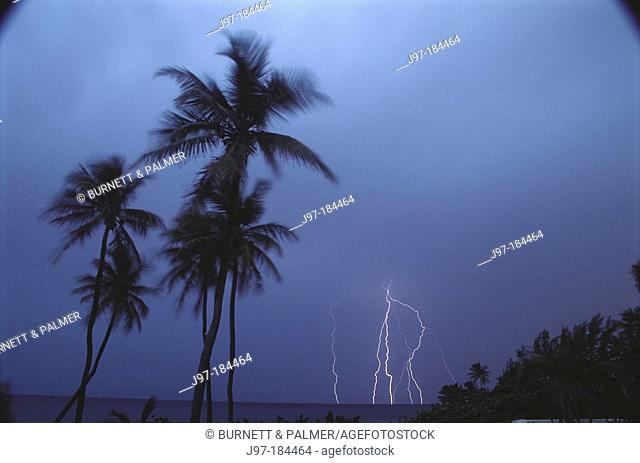 Tropical palms silhouetted in lightning storm sky