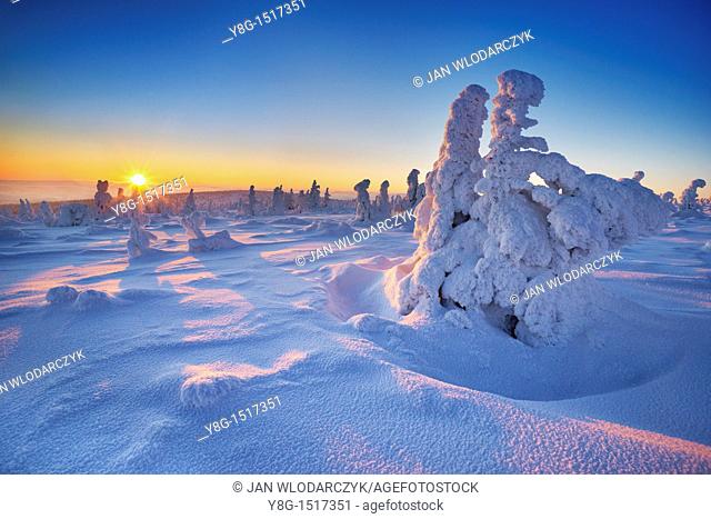 Snowy trees at the Szrenica peak, Karkonosze National Park, Poland, Europe
