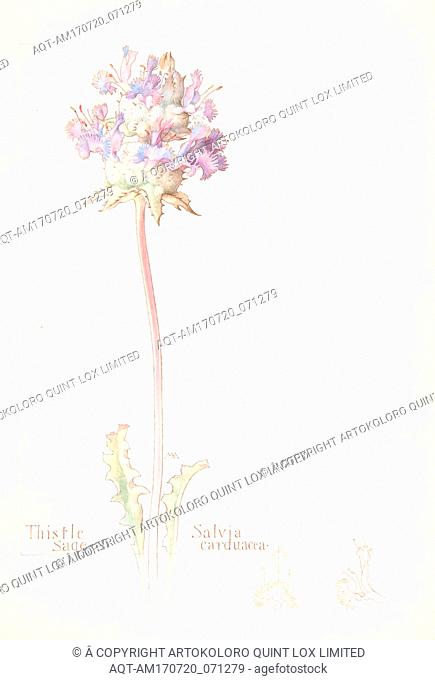Thistle Sage, Salvia carduacea, 1909â€“14, Watercolor and brown ink over graphite, with page design indicated in graphite and two details in ink