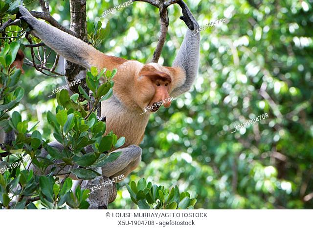 Dominant male proboscis monkey has a pendulous nose that covers the mouth, said to be sexually attractive to females possibly because it enhances vocalisations...