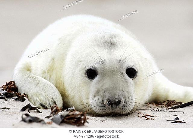 Kegelrobbe / Grey Seal Pup / Halichoerus grypus