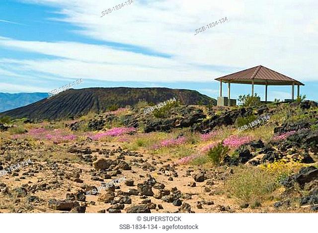 Mojave Sand Verbena Abronia pogonantha flowers with a crater in the background, Amboy Crater, California, USA