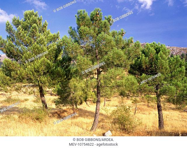 Maritime PINES (Pinus pinaster)