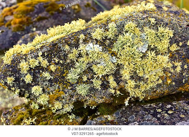 Lichen community dominated by Ramalina polymorpha, a fruticulose lichen. This photo was taken in Arribes del Duero Natural Park, Zamora province, Castilla-Leon