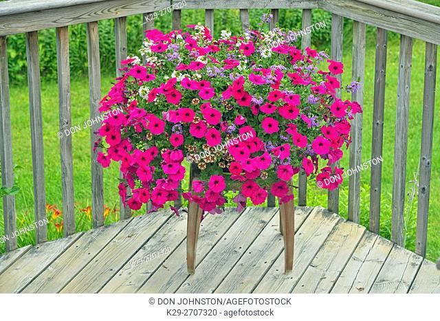 Summer flowers in display pots, Greater Sudbury, Ontario, Canada