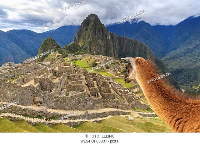 Peru, Andes, Urubamba Valley, llama at Machu Picchu with mountain Huayna Picchu