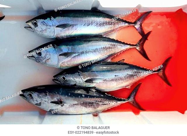 bloody bluefin four tuna fish Thunnus thynnus catch
