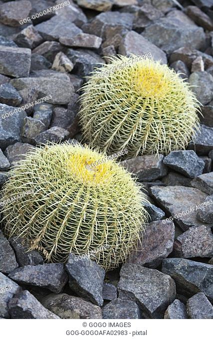 Cacti growing in rock bed