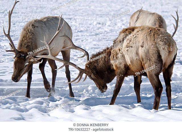 Rocky Mountain Elk bulls sparing Cervus elaphus National Elk Refuge Wyoming USA
