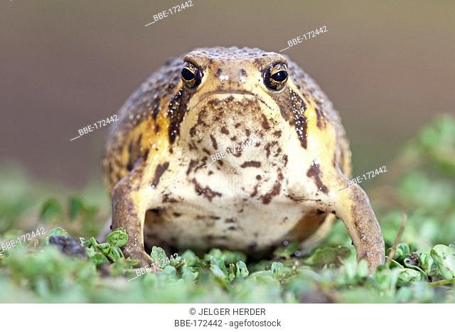 photo of a bushveld rainfrog