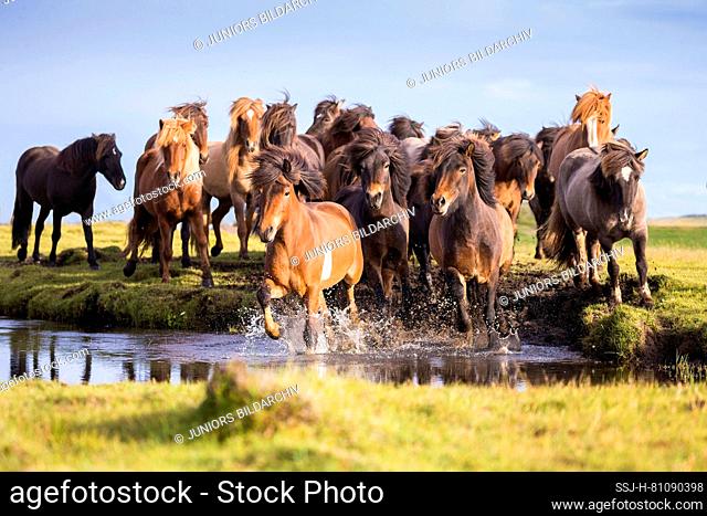 Icelandic Horse. Herd of trotting in shallow water. Iceland