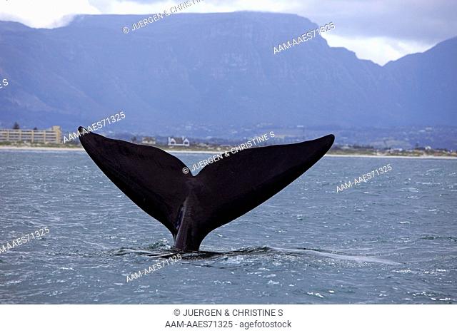 Southern Right Whale, Balaena glacialis, Simon's Town, Cape Peninsula, South Africa, adult lobtailing