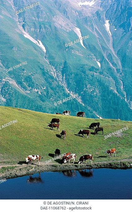 Cows grazing in front of an Alpine lake, Mont de La Saxe (2, 251-2, 348 metres), Aosta Valley, Italy