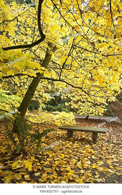 Japanese Spicebush over bench, autumn Lindera obtusiloba WA Park Arboretum, Seattle, WA