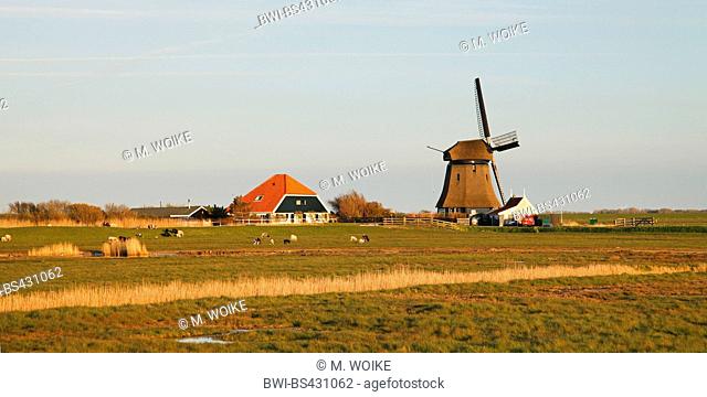 windmill and farmhouse behind the dyke, Netherlands, Northern Netherlands, Camperduin