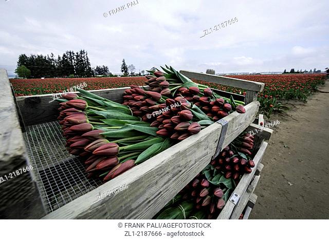 Crates of colorful tulips ready for market from Skagit Valley.LA Conner Washington USA