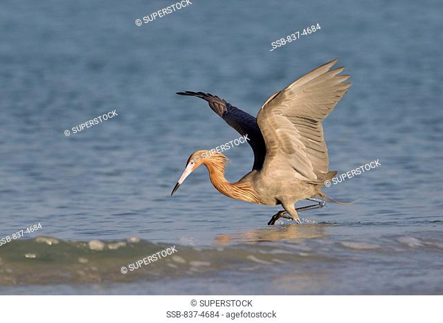 Reddish egret Egretta rufescens foraging with its spread wings in water