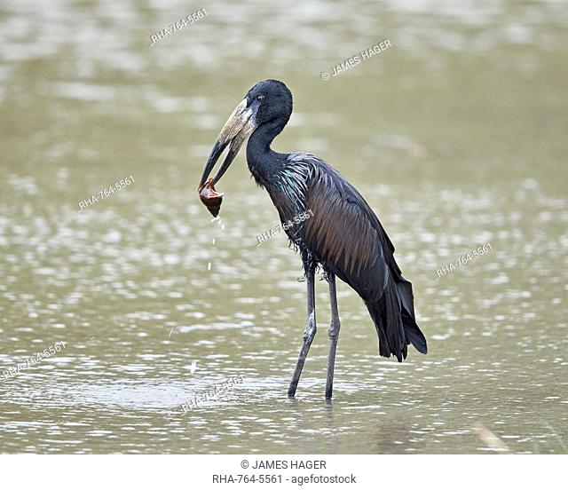 African open-billed stork (African openbill) (Anastomus lamelligerus) with a snail, Selous Game Reserve, Tanzania, East Africa, Africa