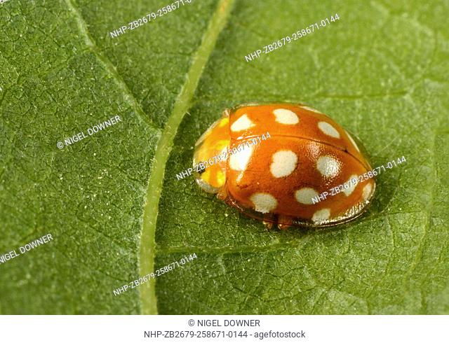 Close-up of an adult Orange ladybird (Halyzia 16-guttata). A sixteen spot ladybird showing the distinctive splayed-out transparent edge to the wing-cases...